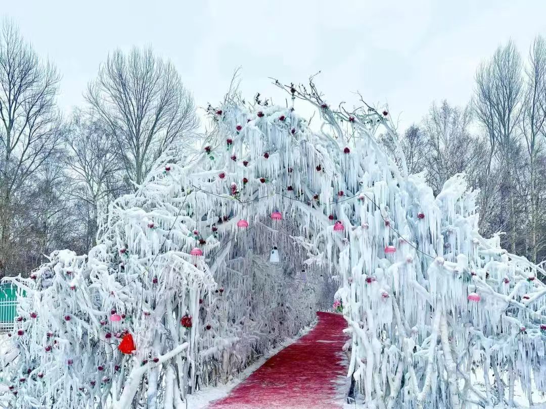 哈巴河縣白樺林——冰雪與溫馨的完美邂逅