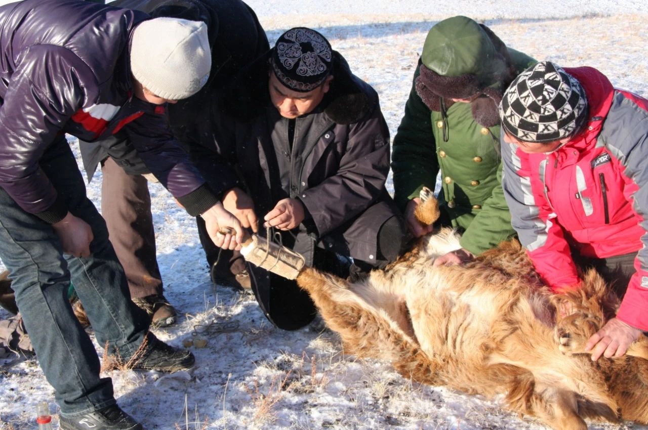 【非遺在身邊】哈薩克族民間獸醫(yī)技術(shù)
