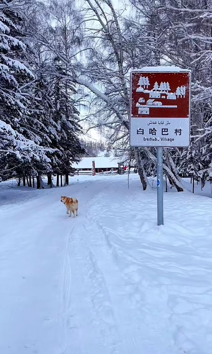  白哈巴的冬，是一場空靈的幻夢。雪落無聲，天地間銀裝素裹，山巒綿延似素白畫卷展開。